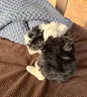 Paris Roan Boy -blues, a male Miniature Schnauzer for sale in Stonewall, OK – 8 of 8