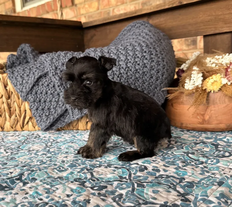 Tiny Toy Black and Red  – Miniature Schnauzer puppy for sale in Stonewall, OK