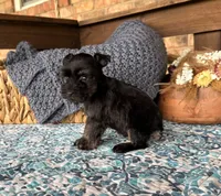 Tiny Toy Black and Red , a male Miniature Schnauzer for sale in Stonewall, OK – 1 of 4