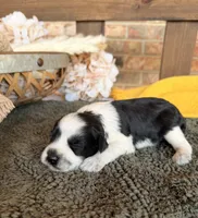 Paris Roan Boy , a male Miniature Schnauzer for sale in Stonewall, OK – 4 of 6