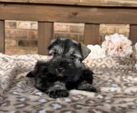 Shakira’s Silver , a female Miniature Schnauzer for sale in Stonewall, OK – 6 of 6