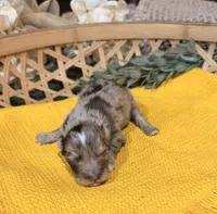 Liver Merle , a male Miniature Schnauzer for sale in Stonewall, OK – 2 of 5