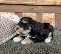 Wheaten and Black , a male Miniature Schnauzer for sale in Stonewall, OK – 4 of 5