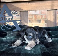 Toy BS Blues , a female Miniature Schnauzer for sale in Stonewall, OK – 4 of 5