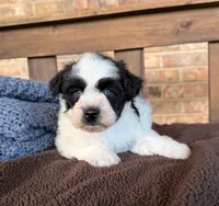 Paris’ Black and White Parti /blues, a male Miniature Schnauzer for sale in Stonewall, OK – 5 of 6