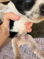 Paris Roan Boy , a male Miniature Schnauzer for sale in Stonewall, OK – 2 of 6
