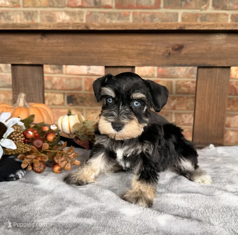 Toy BS Blues  – Miniature Schnauzer puppy for sale in Stonewall, OK