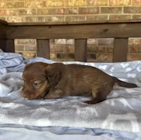 Longhair Shaded Chocolate , a female Miniature Dachshund for sale in Stonewall, OK – 6 of 6