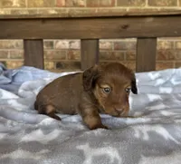 Longhair Shaded Chocolate , a female Miniature Dachshund for sale in Stonewall, OK – 5 of 6