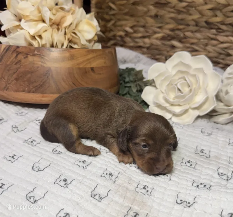 Longhair Shaded Chocolate  – Miniature Dachshund puppy for sale in Stonewall, OK