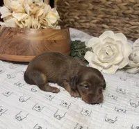 Longhair Shaded Chocolate , a female Miniature Dachshund for sale in Stonewall, OK – Photo 1 of 4