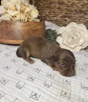 Longhair Shaded Chocolate , a female Miniature Dachshund for sale in Stonewall, OK – Photo 4 of 4