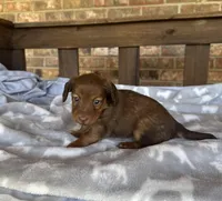 Longhair Shaded Chocolate , a female Miniature Dachshund for sale in Stonewall, OK – 3 of 6