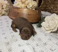 Longhair Shaded Chocolate , a female Miniature Dachshund for sale in Stonewall, OK – Photo 3 of 4