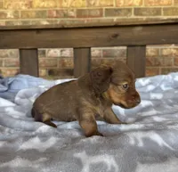 Longhair Shaded Chocolate , a female Miniature Dachshund for sale in Stonewall, OK – 4 of 6