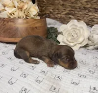 Longhair Shaded Chocolate , a female Miniature Dachshund for sale in Stonewall, OK – Photo 2 of 4