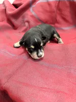Toy - black and silver  Girl, a female Miniature Schnauzer for sale in Stonewall, OK – 2 of 4