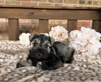 Shakira’s Silver , a female Miniature Schnauzer for sale in Stonewall, OK – 2 of 6