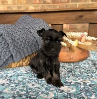 Tiny Toy Black and Red , a male Miniature Schnauzer for sale in Stonewall, OK – 2 of 4