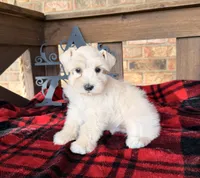 Cream/Wheaten Boy A, a male Miniature Schnauzer for sale in Stonewall, OK – 7 of 7