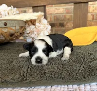 Paris Roan Boy , a male Miniature Schnauzer for sale in Stonewall, OK – 6 of 6