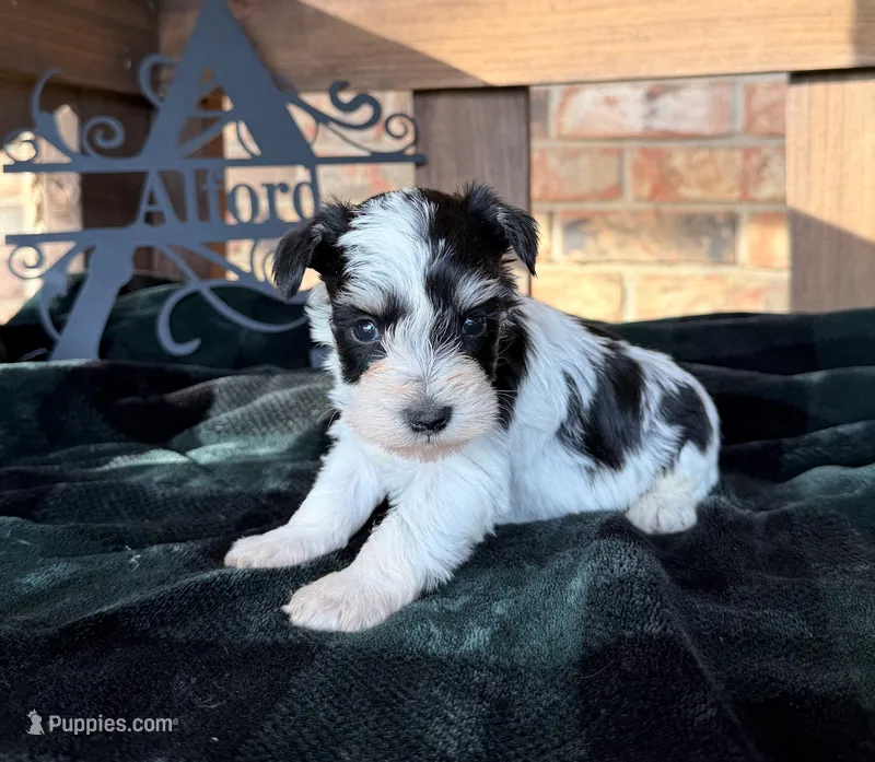 Toy - Black and Silver Parti Boy – Miniature Schnauzer puppy for sale in Stonewall, OK
