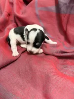 Toy - Black and Silver Parti Boy, a female Miniature Schnauzer for sale in Stonewall, OK – 4 of 4