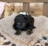 Black and Red , a male Miniature Schnauzer for sale in Stonewall, OK – 3 of 5