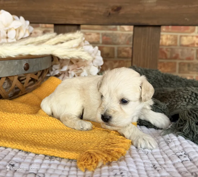Cream/Wheaten Boy A – Miniature Schnauzer puppy for sale in Stonewall, OK