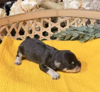 Chocolate and tan phantom , a male Miniature Schnauzer for sale in Stonewall, OK – 4 of 5