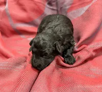 Black, a female Miniature Schnauzer for sale in Stonewall, OK – 3 of 4