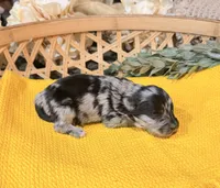 Black and Silver Merle , a male Miniature Schnauzer for sale in Stonewall, OK – 2 of 5
