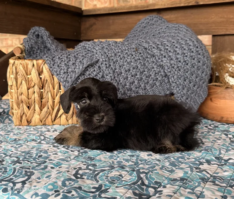 Black and Wheaten Girl  – Miniature Schnauzer puppy for sale in Stonewall, OK