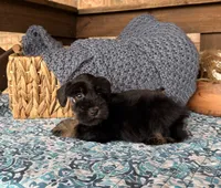 Black and Wheaten Girl , a male Miniature Schnauzer for sale in Stonewall, OK – 1 of 6