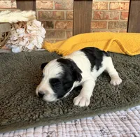 Paris’ Black and White Parti , a male Miniature Schnauzer for sale in Stonewall, OK – 4 of 5