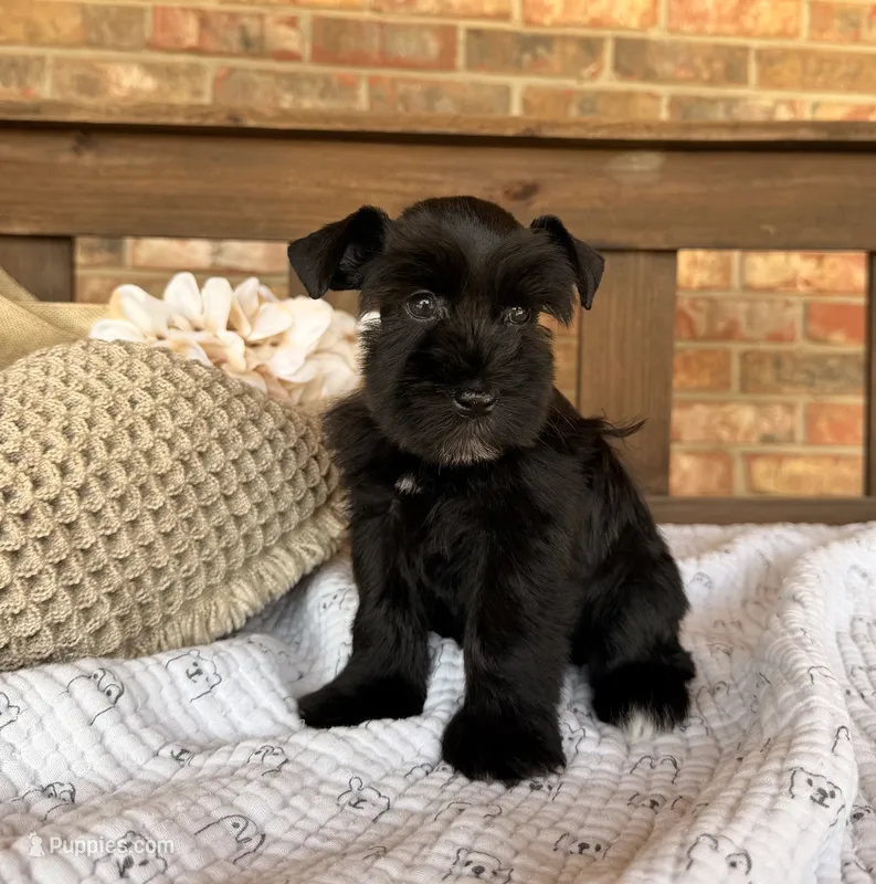 Gypsy Black Girl  – Miniature Schnauzer puppy for sale in Stonewall, OK