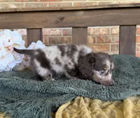 Longhair Dapple , a male Miniature Dachshund for sale in Stonewall, OK – 4 of 7