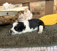 Paris Roan Boy , a male Miniature Schnauzer for sale in Stonewall, OK – 3 of 6