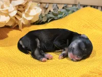 Katniss Silver Boy, a male Miniature Schnauzer for sale in Stonewall, OK – 3 of 5
