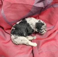 Dark Black and Silver Merle Girl, a female Miniature Schnauzer for sale in Stonewall, OK – 4 of 4