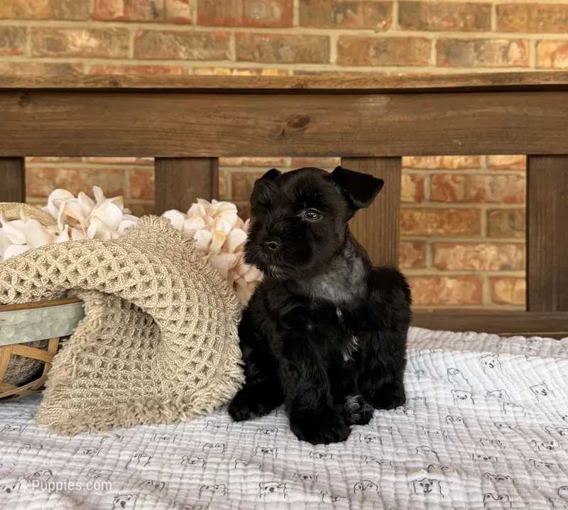 Gypsy’s Boy – Miniature Schnauzer puppy for sale in Stonewall, OK
