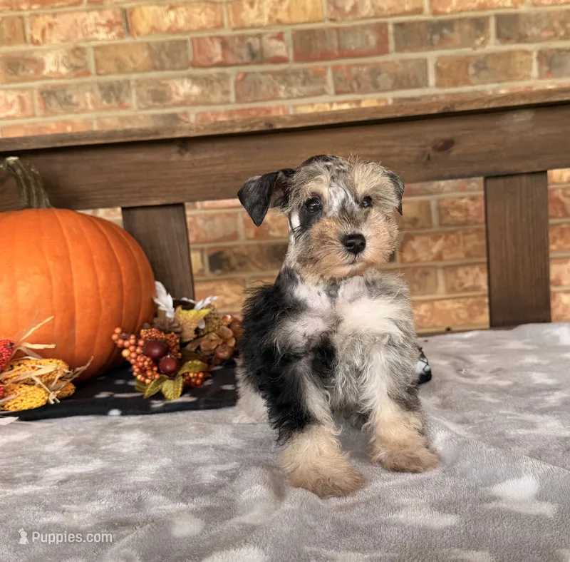 Dark Black and Silver Merle Girl – Miniature Schnauzer puppy for sale in Stonewall, OK