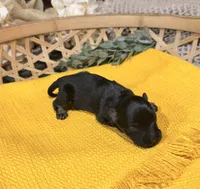 Black and Silver phantom Girl , a male Miniature Schnauzer for sale in Stonewall, OK – 5 of 5