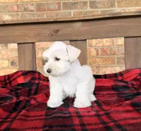 Cream/wheaten C, a male Miniature Schnauzer for sale in Stonewall, OK – 7 of 7