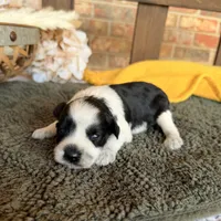 Paris Roan Boy , a male Miniature Schnauzer for sale in Stonewall, OK – 1 of 6