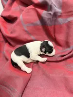 Toy - Black and Silver Parti Boy, a female Miniature Schnauzer for sale in Stonewall, OK – 3 of 4