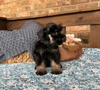 Black and Wheaten Girl , a male Miniature Schnauzer for sale in Stonewall, OK – 5 of 6