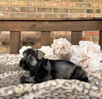 Shakira’s Silver , a female Miniature Schnauzer for sale in Stonewall, OK – 3 of 6