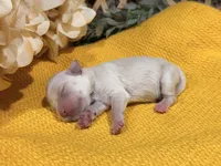 Wheaten/Cream Girl, a female Miniature Schnauzer for sale in Stonewall, OK – 3 of 5