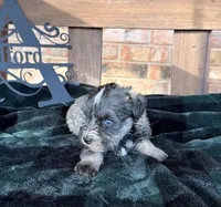 Toy -Silver Girl Blues, a female Miniature Schnauzer for sale in Stonewall, OK – 4 of 6